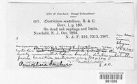 Athelia scutellaris image